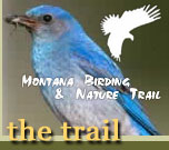 Check Out the Montana Birding trail Web Site