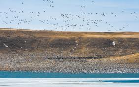 snow geese