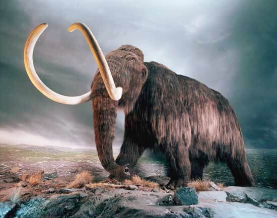 Ice Age Animals | Montana Natural History Center