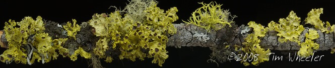 Tim's lichen