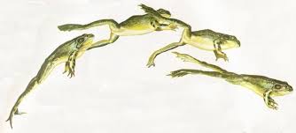 frog jumping | Montana Natural History Center