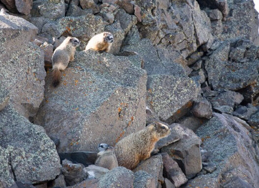 four yellow-bellied marmots on a talus slope