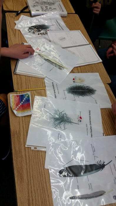 Visiting Naturalist in the Schools lesson on feathers and flight