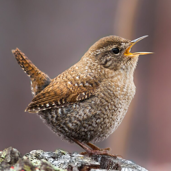 Wren