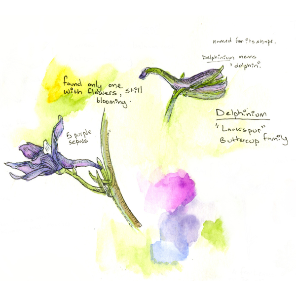 botany nature journaling