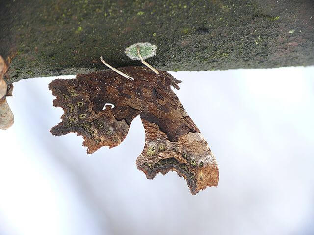 comma butterfly hibernating on the underside of a branch