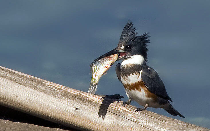 Belted Kingfisher with large fish in its bill