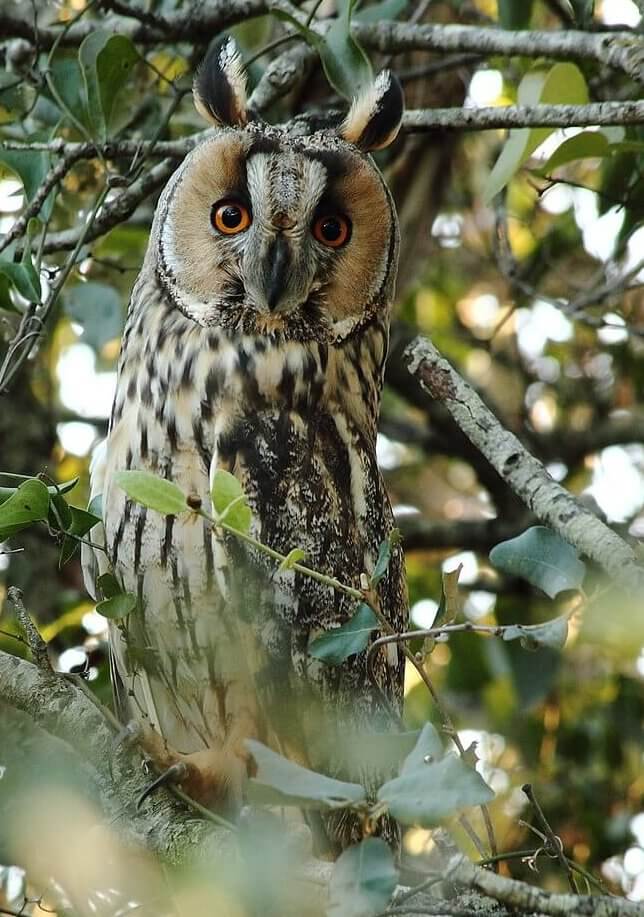 long-eared owl in a tree
