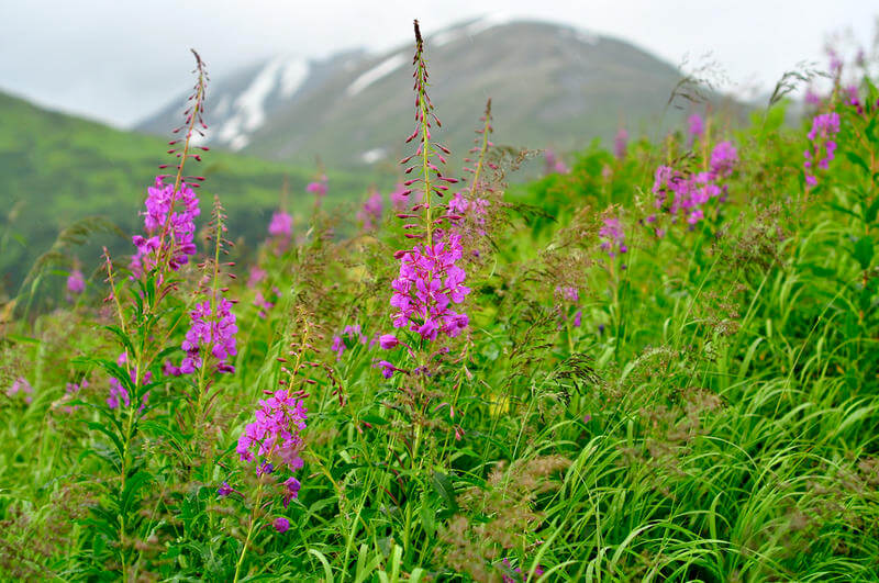 Fireweed: A Colorful Reminder Of Change