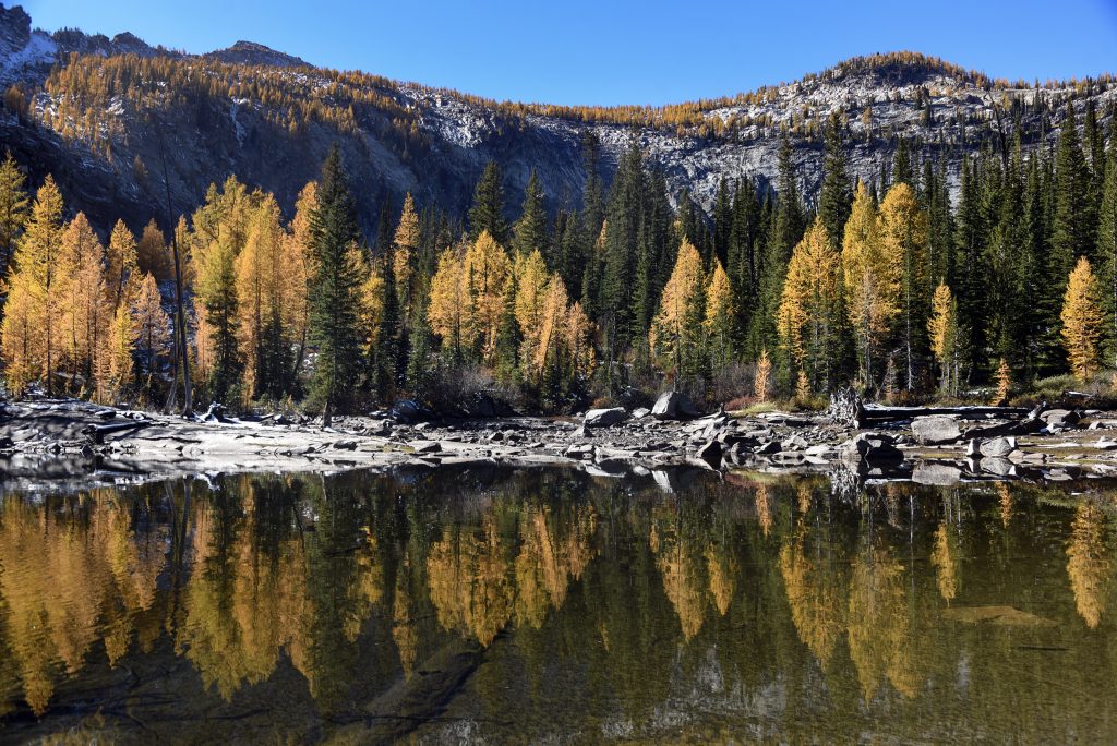 Going On a Larch March