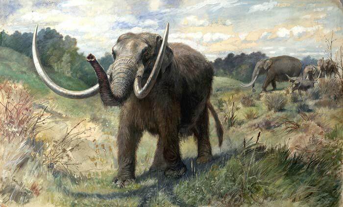 artist's rendering of an American mastodon walking through the Pleistocene landscape