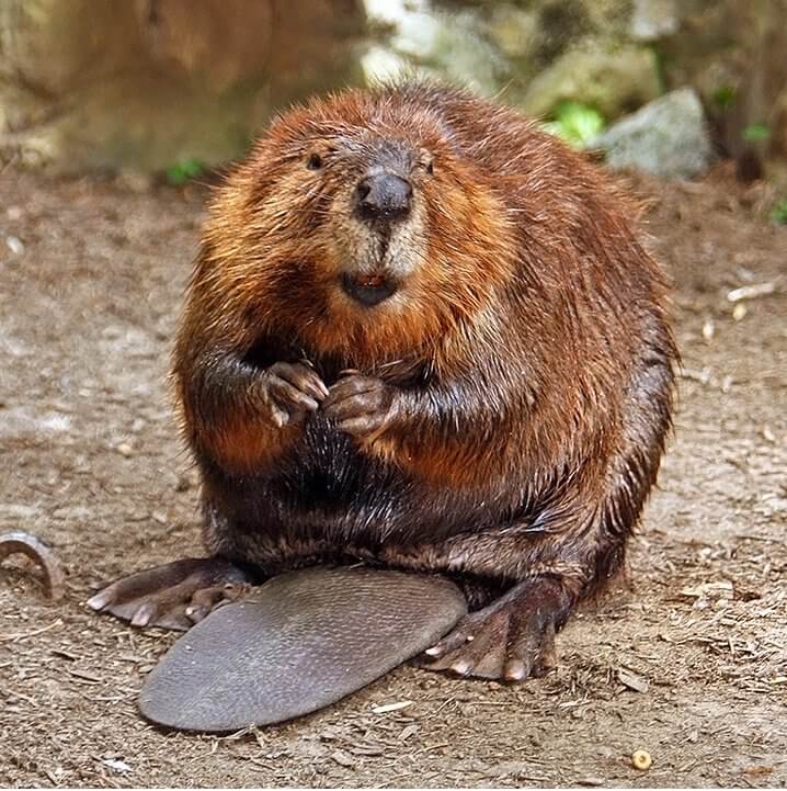 Beaver Neighbor