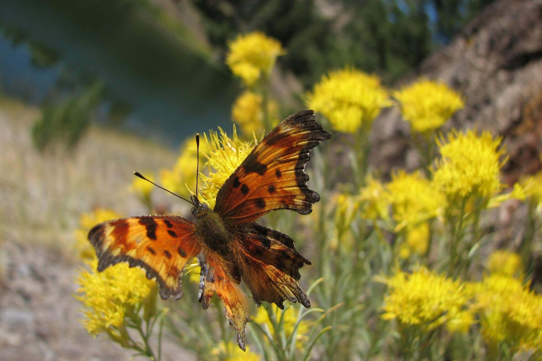 A photo of an orange and brown butterfly perched on yellow flowers with its wings spread.