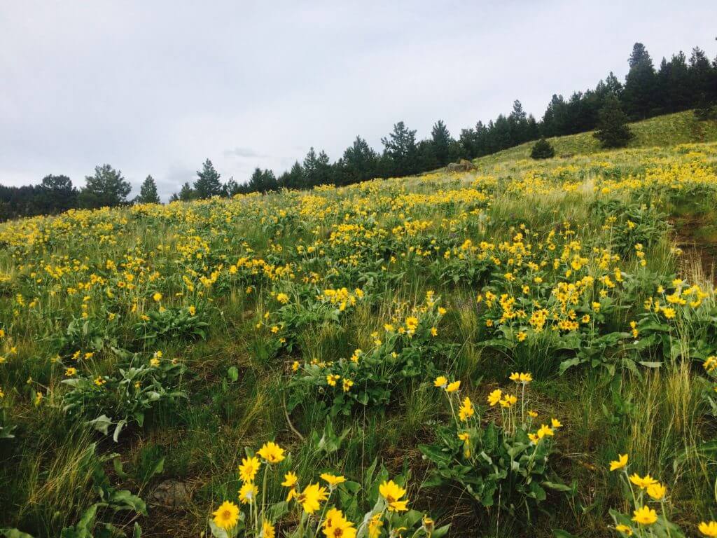 Arrowleaf Balsamroot flowers blooming in yellow profusion on Mount Jumbo