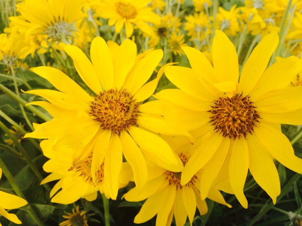 Beloved Balsamroot