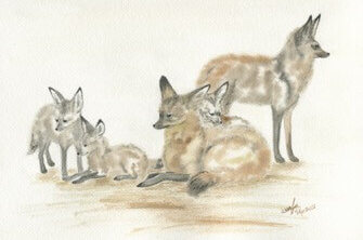 Watercolor of bat-eared fox family by Wenfei Tong