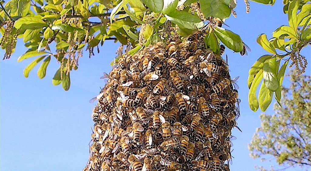 Standing in the Swarm