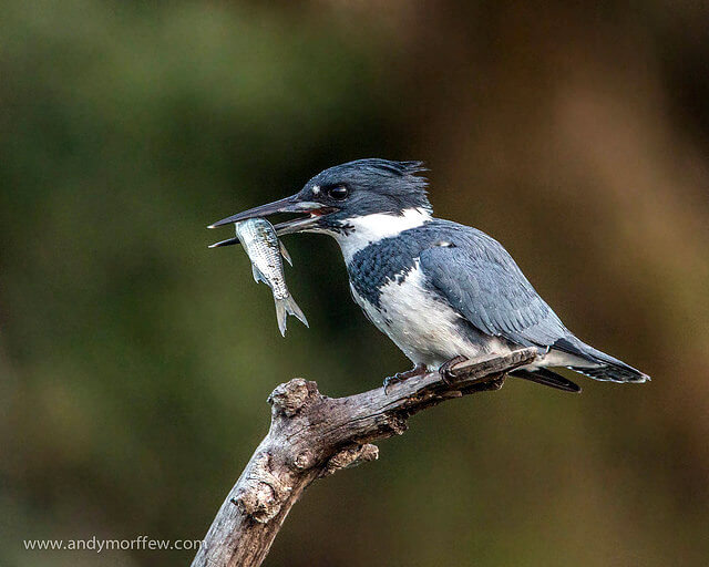 Fishing with the King: Belted Kingfishers