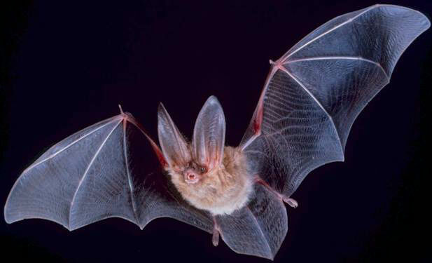 Five Facts to Make You Go Batty for Bats!