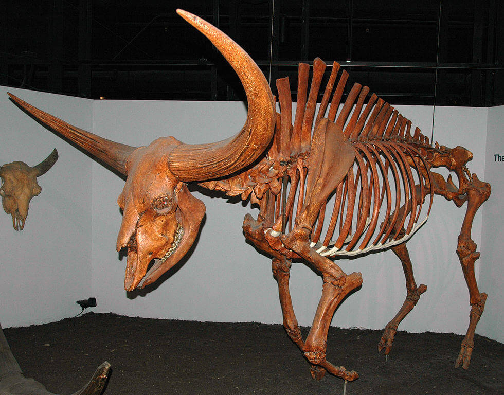 Bison latifrons - long-horned bison - fossil skeleton