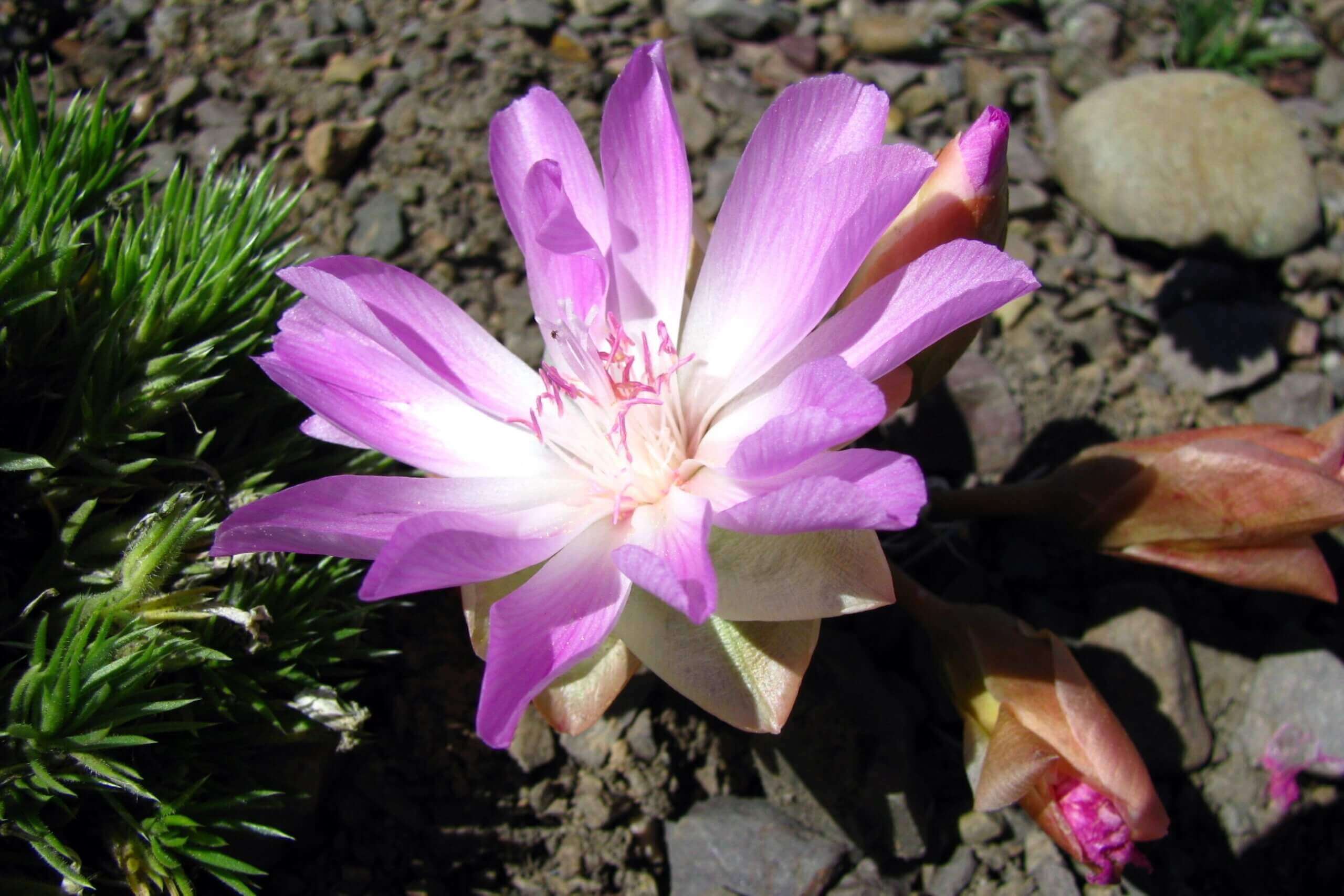 photo of a bitterroot flower, with purple and white petals