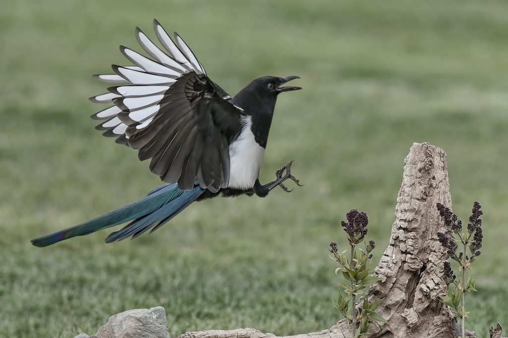 Black-and-White Feathered Bullies