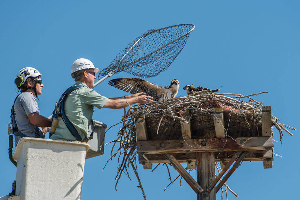 osprey being captured by researchers