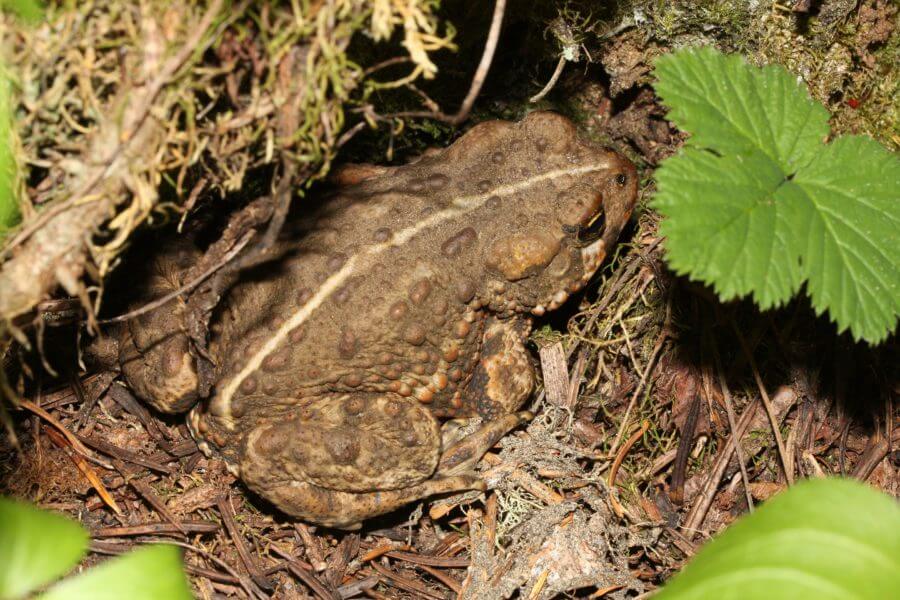 Bufo boreas - western toad