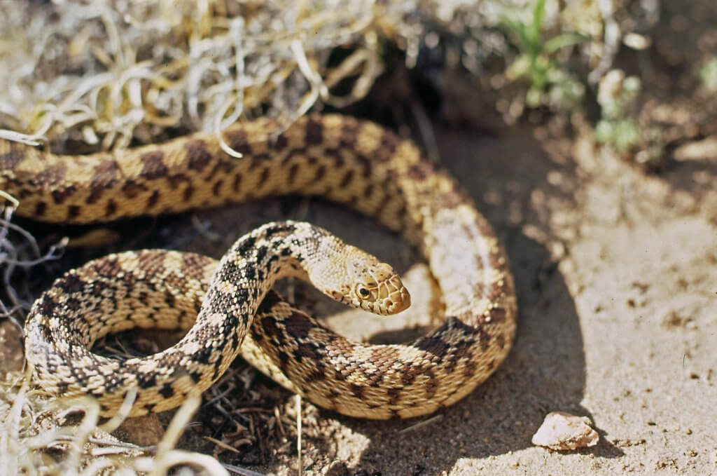 Bull Snake Encounter