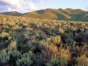 sagebrush steppe landscape in Montana