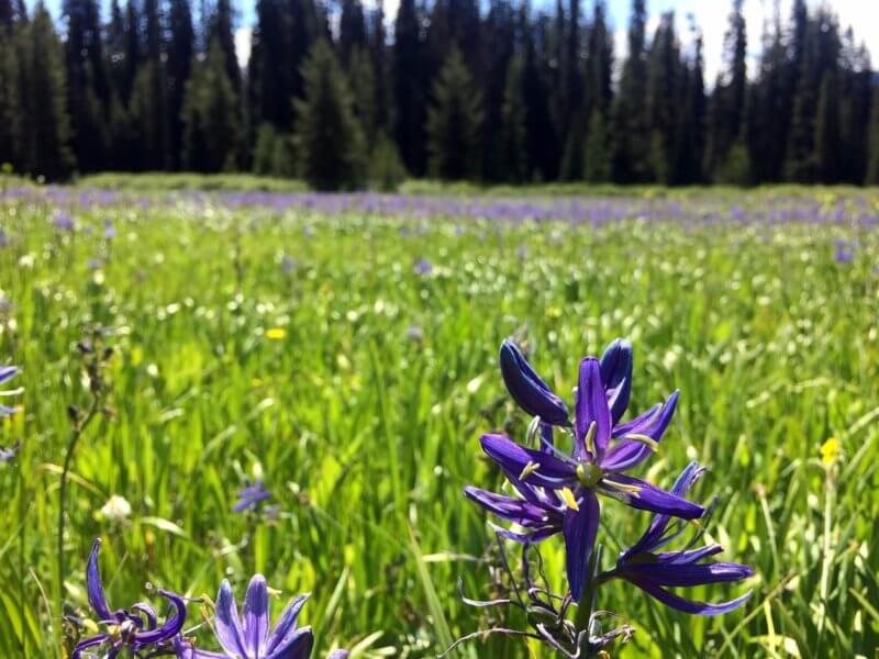 camas blooming in Packer Meadow at Lolo Pass on a sunny summer day 