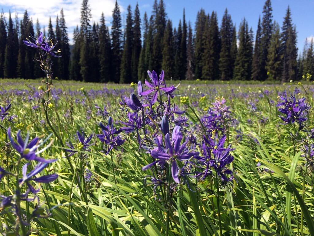 Camas Bulbs Below the Snow