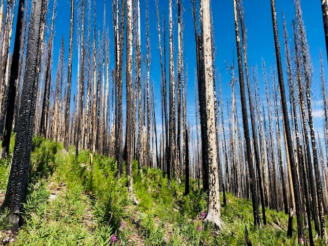 What Happens After a Wildfire?