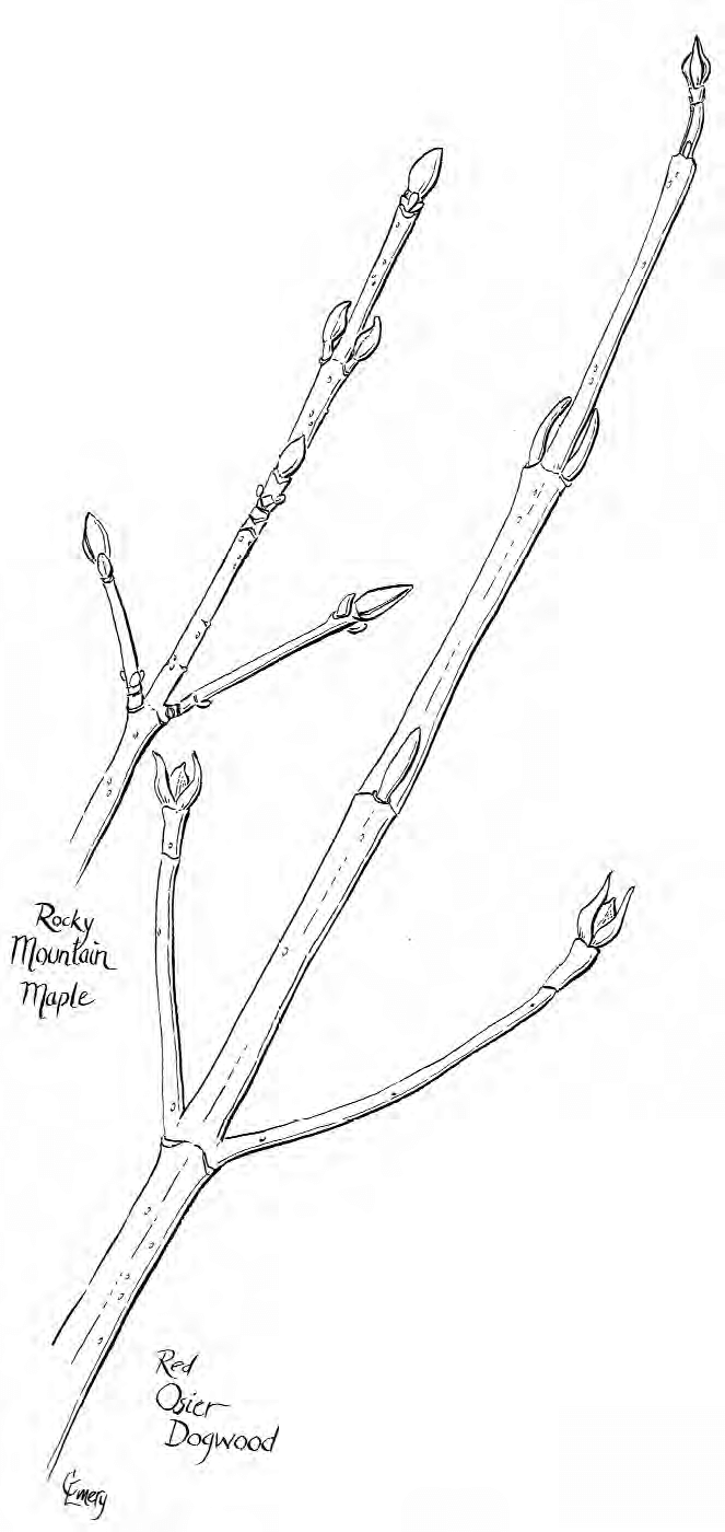 sketch of Rocky Mountain maple twig with buds and red osier dogwood twig with buds, by Claire Emery