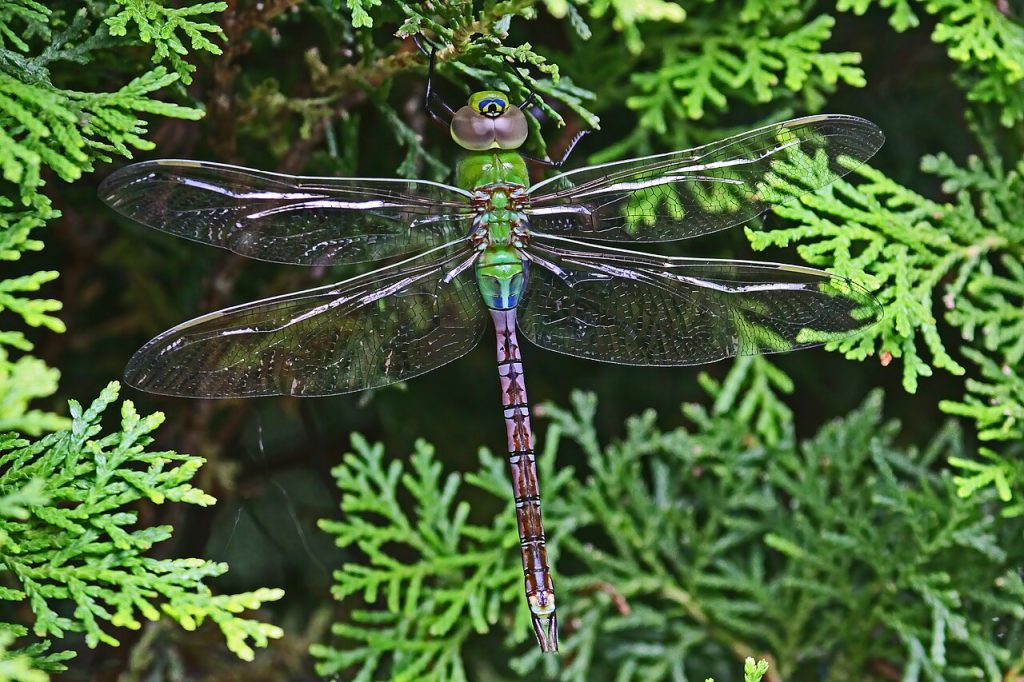 Lunch with a Dragonfly