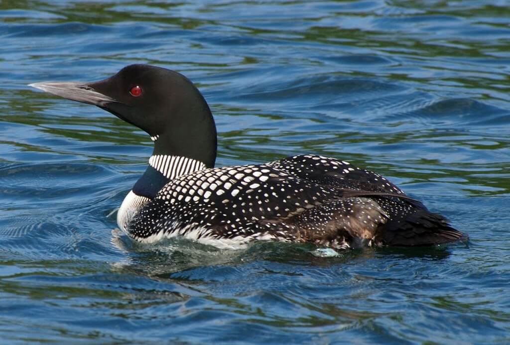 Winter Loons