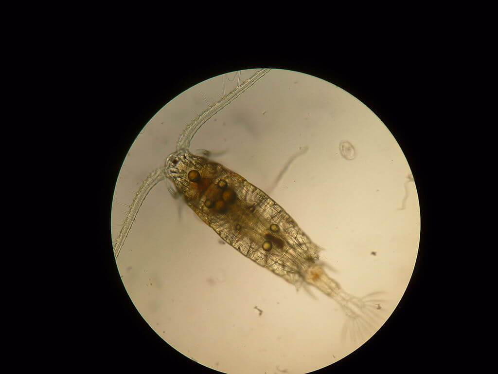 Nematodes, Copepods, and Oocystis, Oh My: The Microscape of Timberline Creek