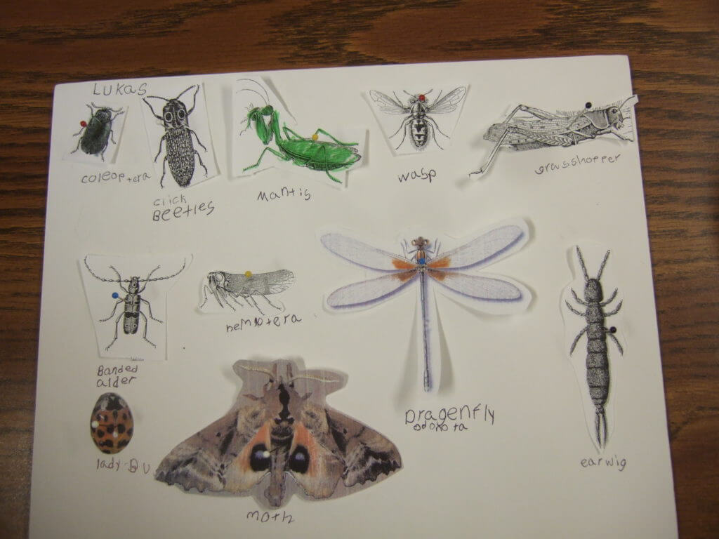 drawings of insects