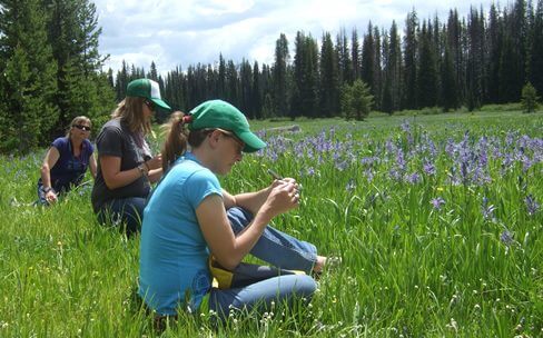 Montana Master Naturalists examine purply-blue camas flowers at Packer Meadows near Lolo Pass.