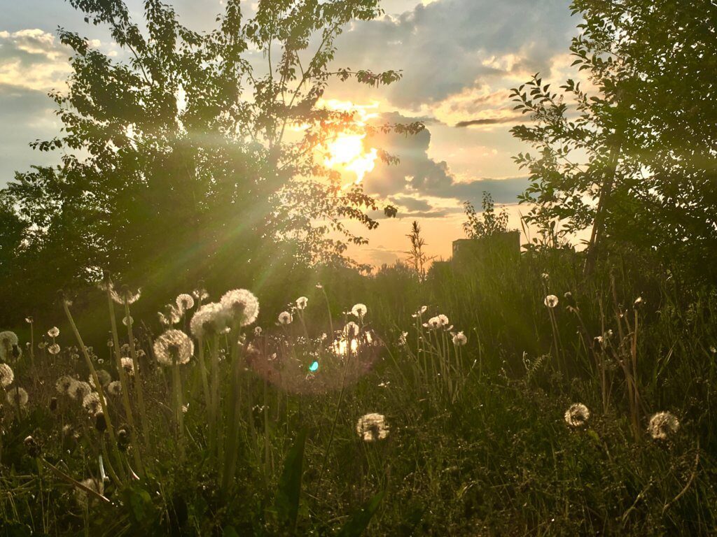 Dandelions: Weed or Wonder?
