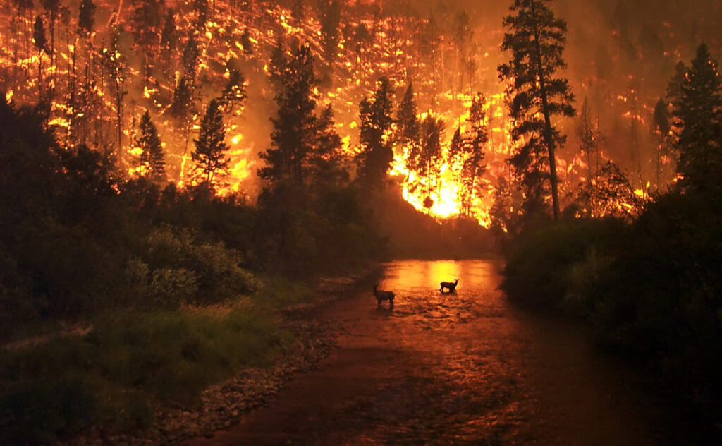 wildfire in the Bitterroot National Forest, with two deer standing in a river