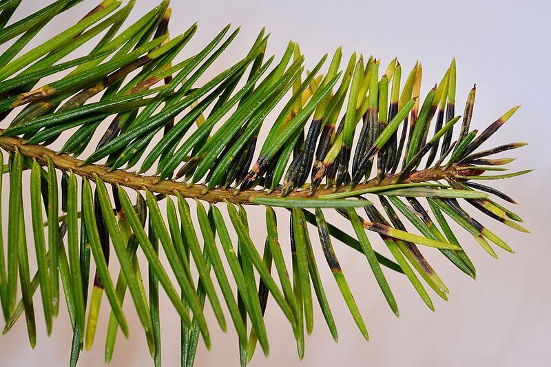 Douglas-fir needles - photo by Gilles San Martin, CC 3.0