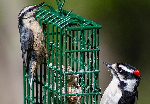 365 Days of Backyard Birding