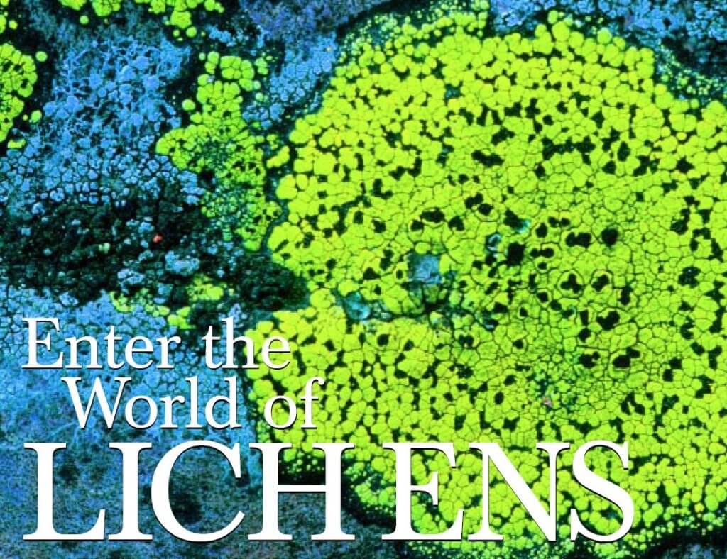Enter the World of Lichens
