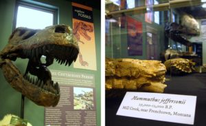 Explore Fossils exhibit at the Montana Natural History Center