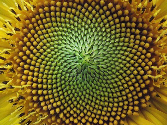 Flowers & the Fibonacci Sequence