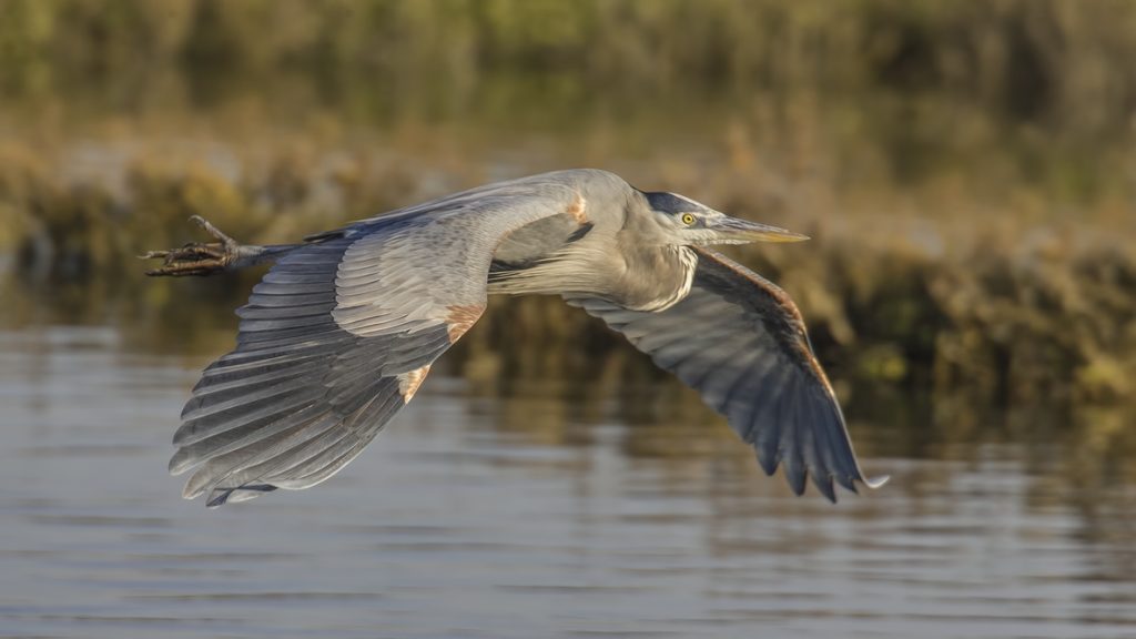 It Began with a Heron