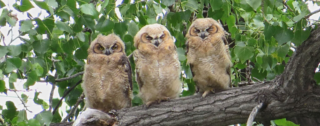 three great horned owl owlets in a cottonwood tree