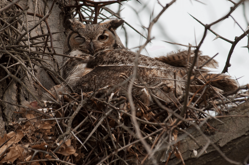 It’s Nesting Season for Great Horned Owls