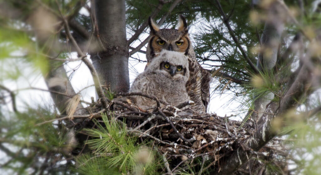 adult & baby great horned owl in a nest